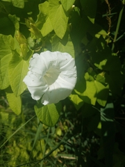 Calystegia sepium