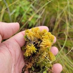 Sphagnum contortum