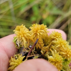 Sphagnum contortum