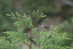 Prinia striata