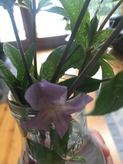 Ruellieae