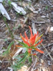 Castilleja wootonii