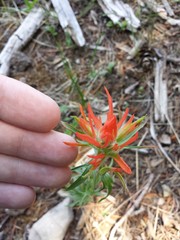 Castilleja wootonii