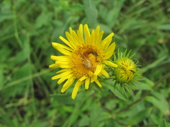 Acinia biflexa