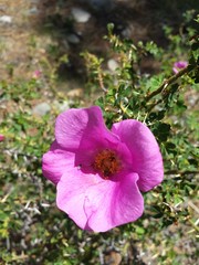 Rosa stellata