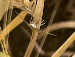 Udea lutealis
