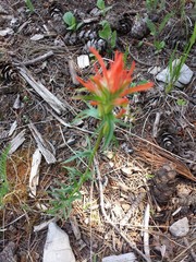 Castilleja wootonii