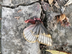 Paradirphia fumosa