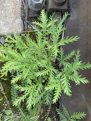 Potentilla multifida