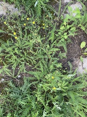 Potentilla multifida