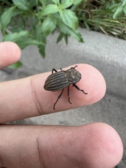 Philolithus sordidus