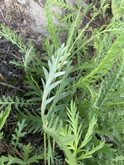 Potentilla multifida