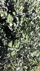 Brachylaena discolor