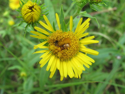 Acinia biflexa · iNaturalist