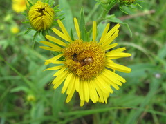 Acinia biflexa