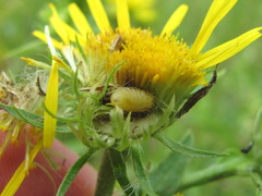Acinia biflexa