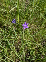 Campanula parryi