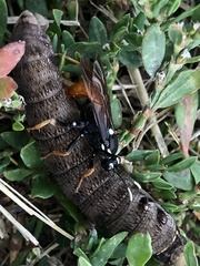 Amblyjoppa fuscipennis