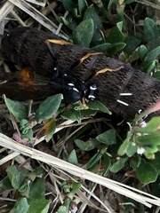 Amblyjoppa fuscipennis