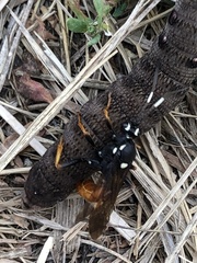 Amblyjoppa fuscipennis