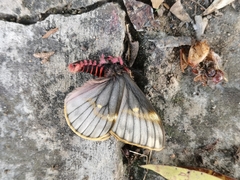 Paradirphia fumosa