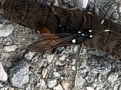 Amblyjoppa fuscipennis