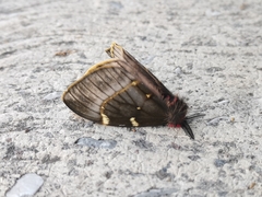 Paradirphia fumosa
