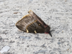 Paradirphia fumosa