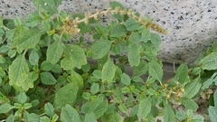 Amaranthus blitum
