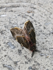 Paradirphia fumosa