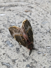 Paradirphia fumosa