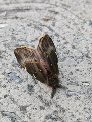 Paradirphia fumosa