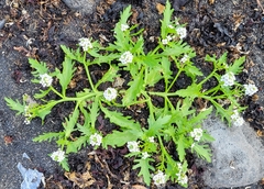 Cakile arctica