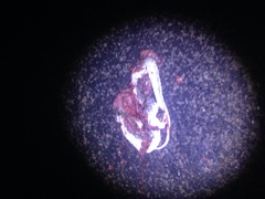 Pantherophis emoryi