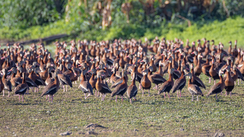 Black-bellied Whistling-Duck, photo 6 of 9