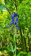 Delphinium cuneatum