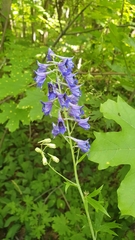 Delphinium cuneatum