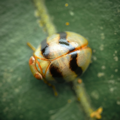 Hemisphaerius typicus