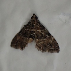 Microphysetica hermeasalis