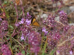 Isturgia limbaria