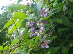 Solanum dulcamaroides