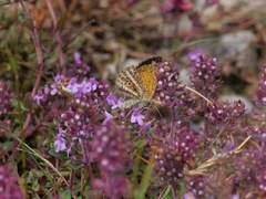 Isturgia limbaria