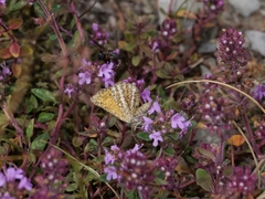 Isturgia limbaria