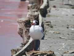 Ichthyaetus melanocephalus