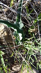 Eriospermum lanceifolium