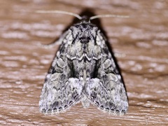 Eremobina leucoscelis