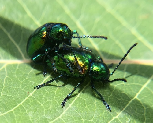 Dogbane Leaf Beetle photo 5