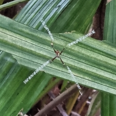 Argiope dang