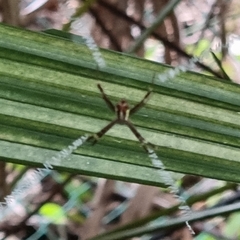 Argiope dang