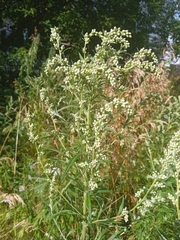 Artemisia vulgaris